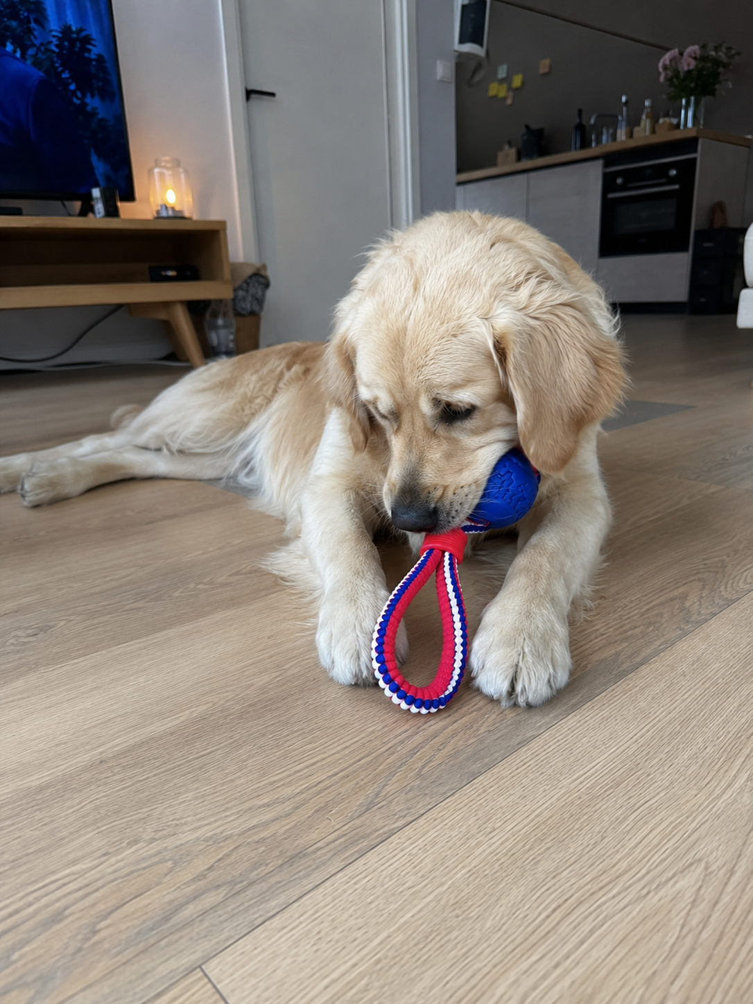 TugBall Interactive Rope Toy