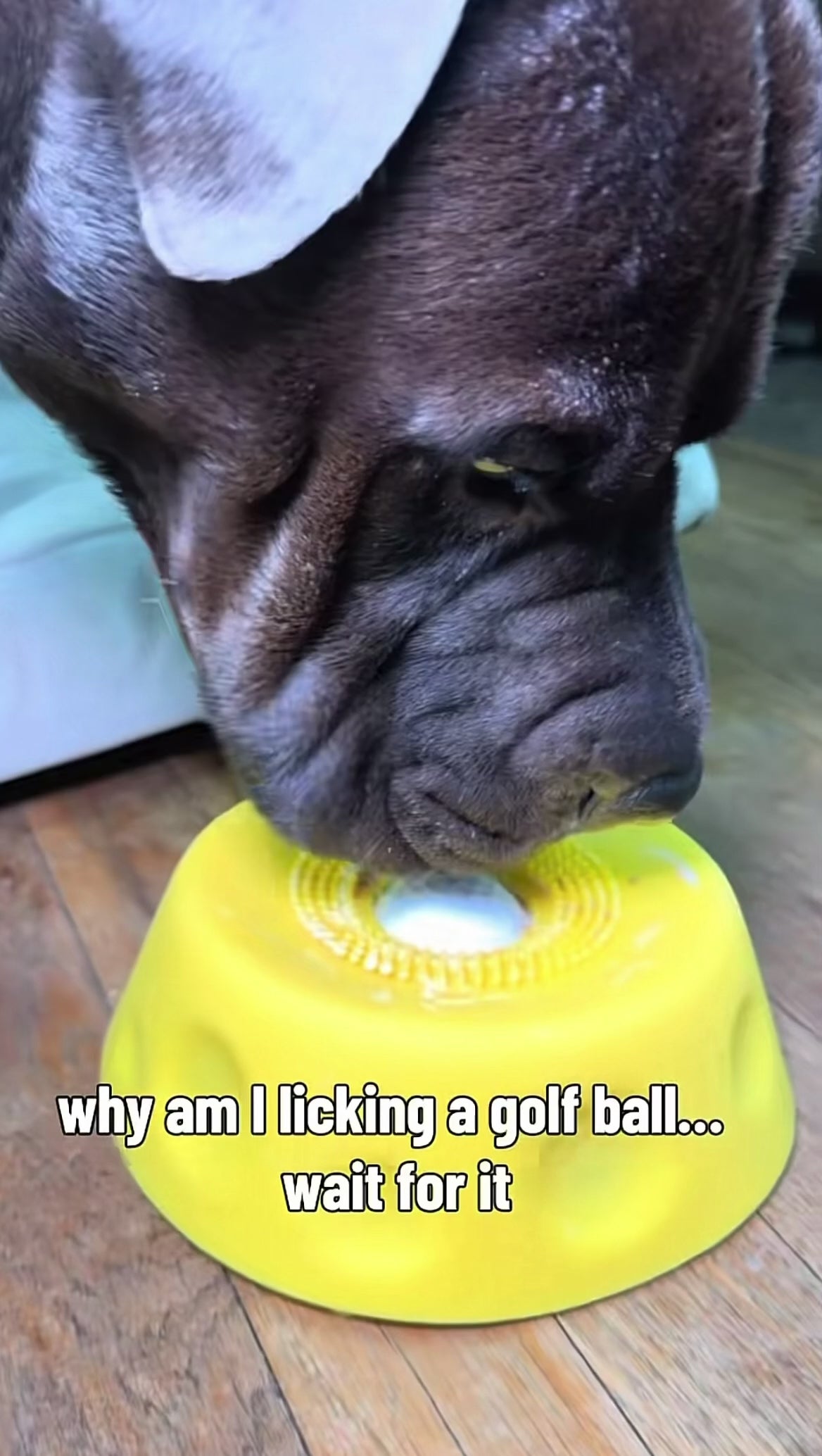 3-in-1 Interactive Lick Bowl & Ball Feeder